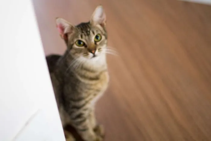 Gato ra a não tem idade 2 a 6 meses nome Julia