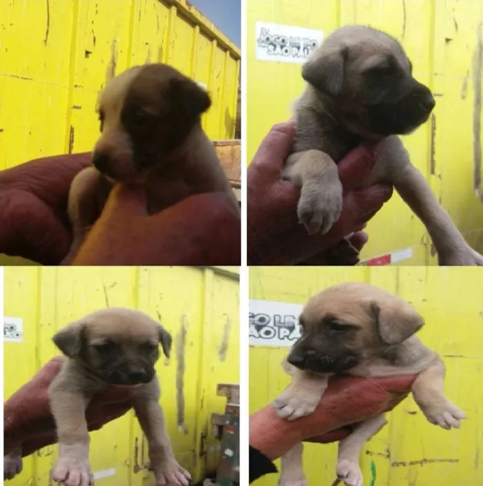 Cachorro ra a ViraLata idade Abaixo de 2 meses nome Ursinhos