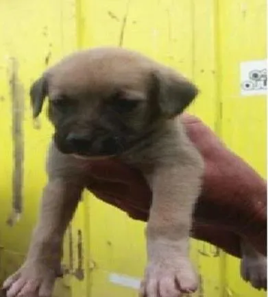 Cachorro ra a ViraLata idade Abaixo de 2 meses nome Ursinhos