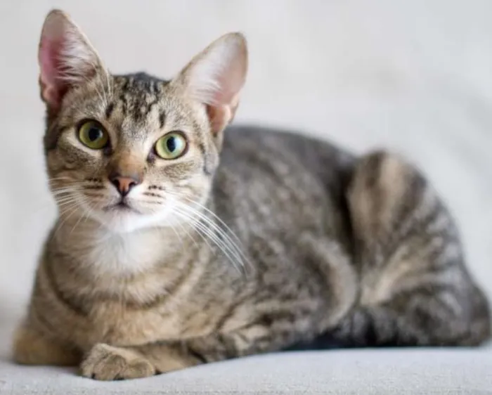 Gato ra a não tem idade 2 a 6 meses nome Julia