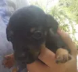 Toco