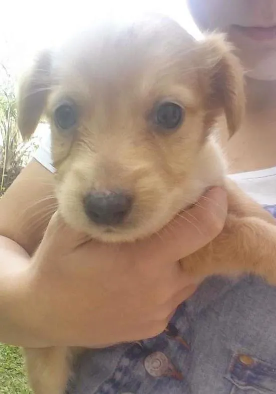 Cachorro ra a  idade Abaixo de 2 meses nome Doce de leite 