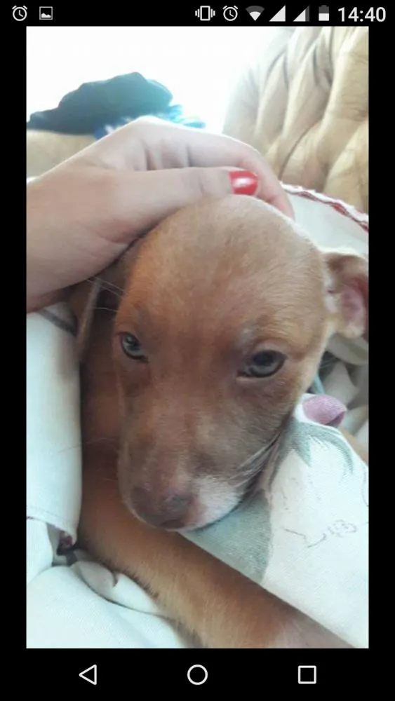 Cachorro ra a  idade 2 a 6 meses nome Princesa