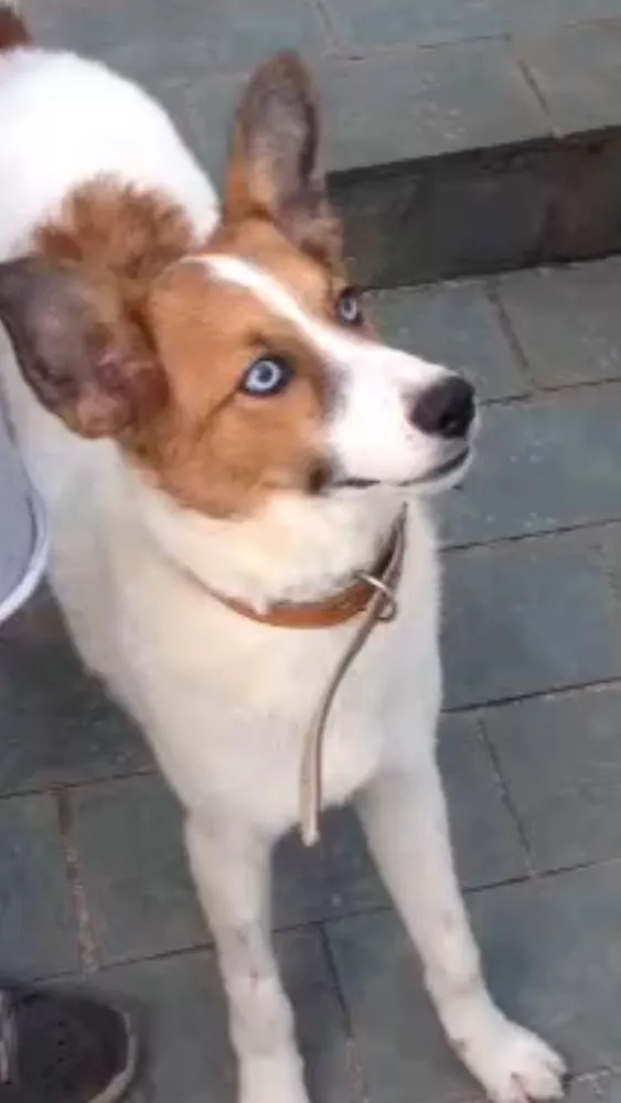 Cachorro ra a Srd  idade 7 a 11 meses nome Betoven 