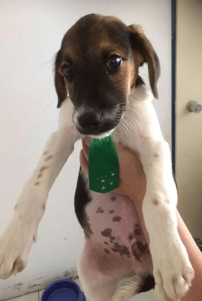 Cachorro ra a SRD idade 2 a 6 meses nome Joca