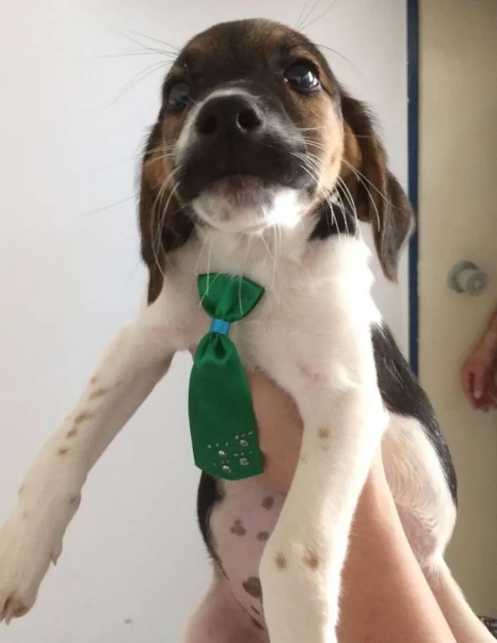 Cachorro ra a SRD idade 2 a 6 meses nome Joca