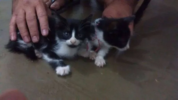 Gato ra a  idade Abaixo de 2 meses nome sem nome