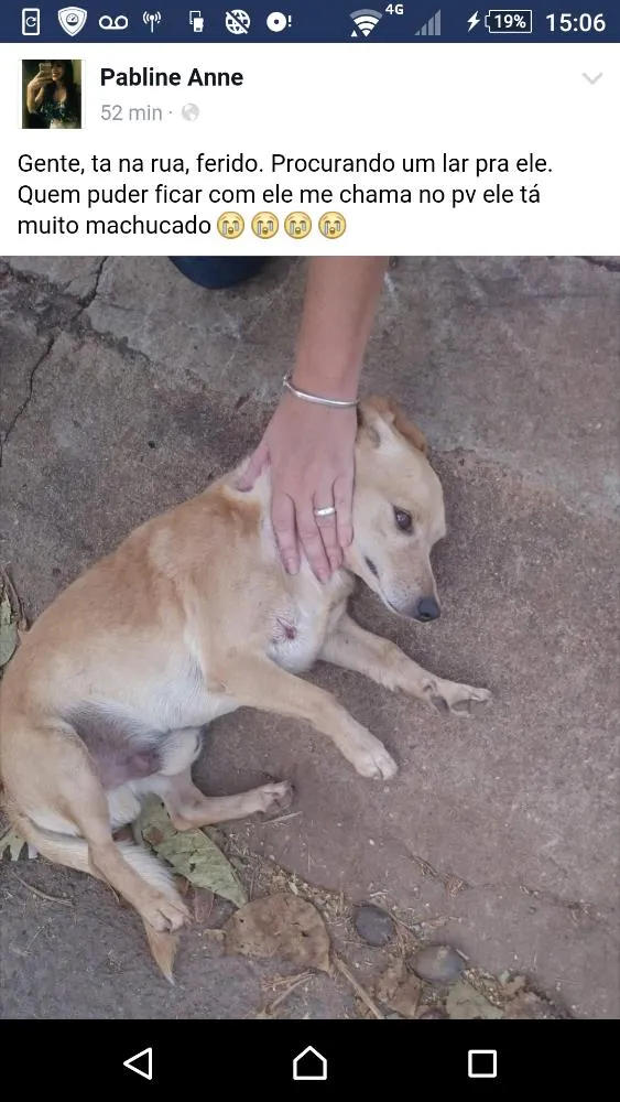 Cachorro ra a Vira lata idade 6 ou mais anos nome Não tem