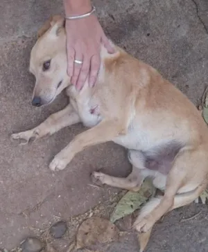 Cachorro raça Vira lata idade 6 ou mais anos nome Não tem