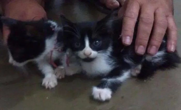 Gato ra a  idade Abaixo de 2 meses nome sem nome