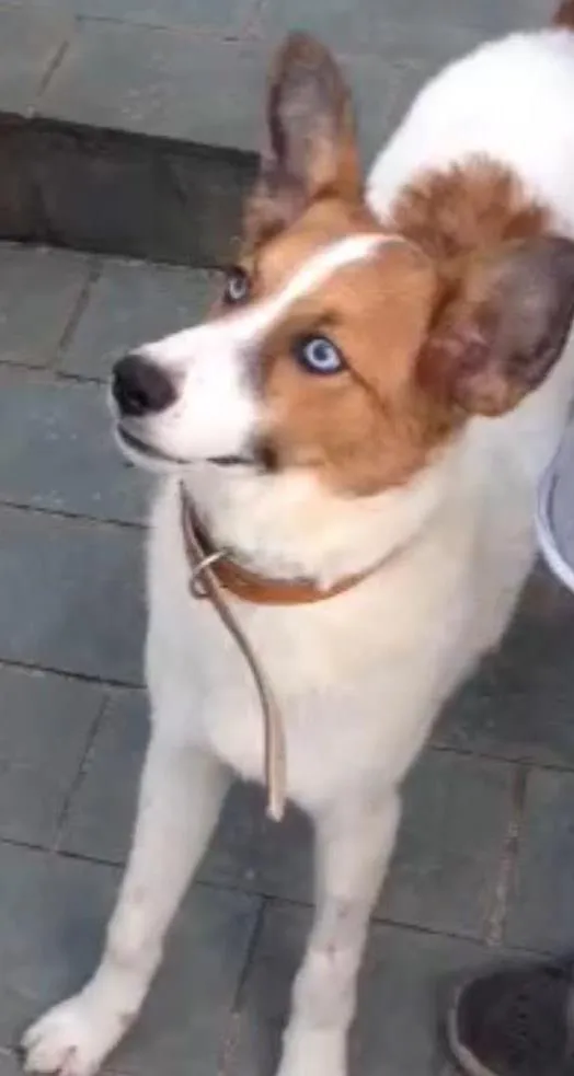 Cachorro ra a Srd  idade 7 a 11 meses nome Betoven 