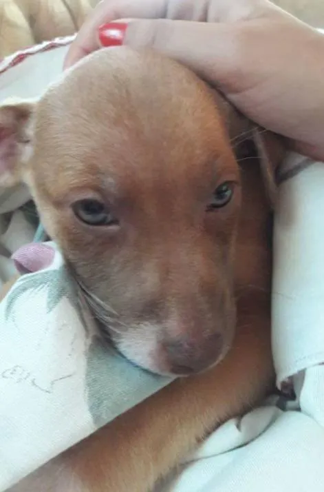 Cachorro ra a  idade 2 a 6 meses nome Princesa