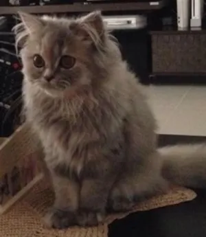 Gato raça Persa  idade 1 ano nome Angie GRATIFICA