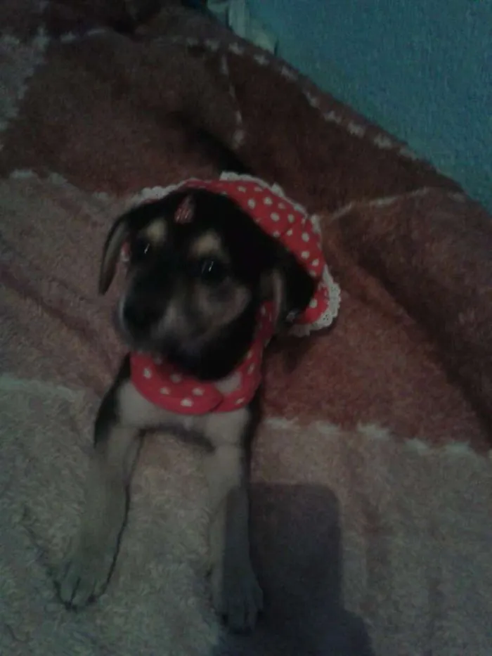 Cachorro ra a SRD idade 2 a 6 meses nome Jack