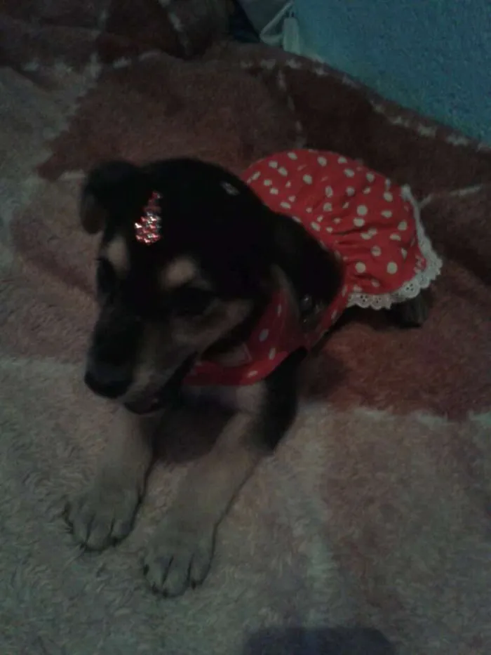 Cachorro ra a SRD idade 2 a 6 meses nome Jack