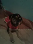 Jack