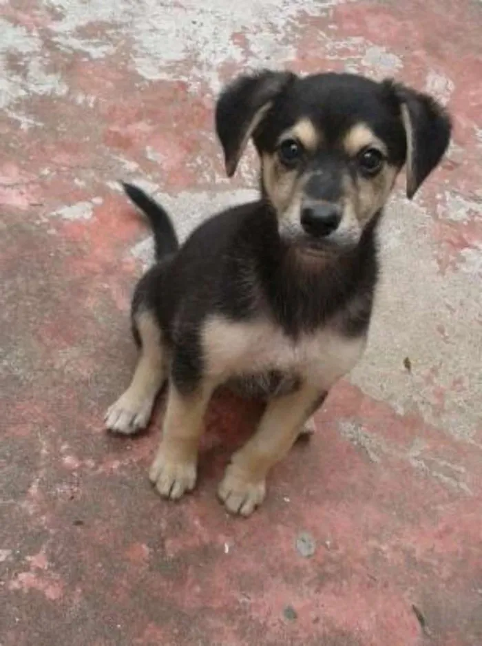 Cachorro ra a SRD idade 2 a 6 meses nome Jack