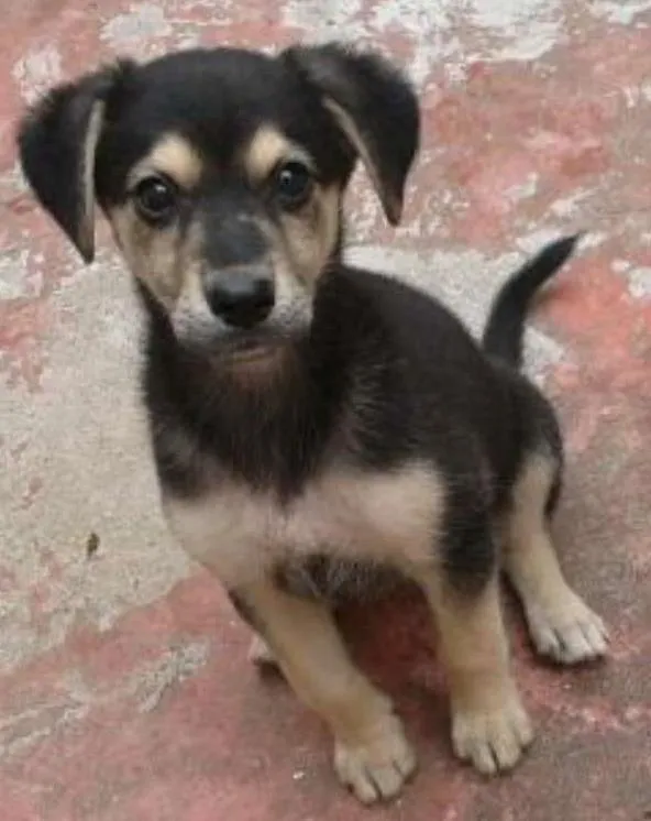 Cachorro ra a SRD idade 2 a 6 meses nome Jack