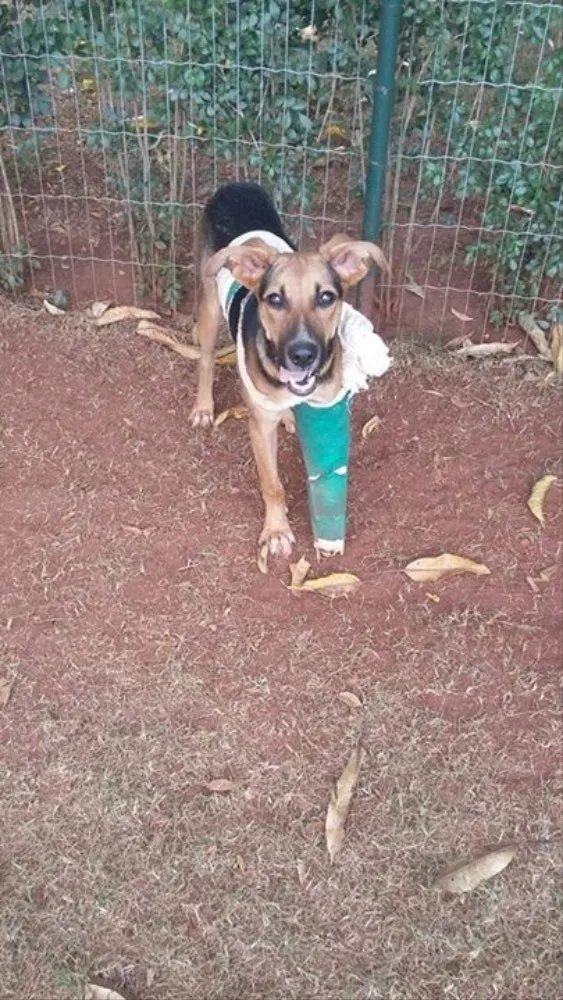 Cachorro ra a Srd idade 7 a 11 meses nome Mercúrio