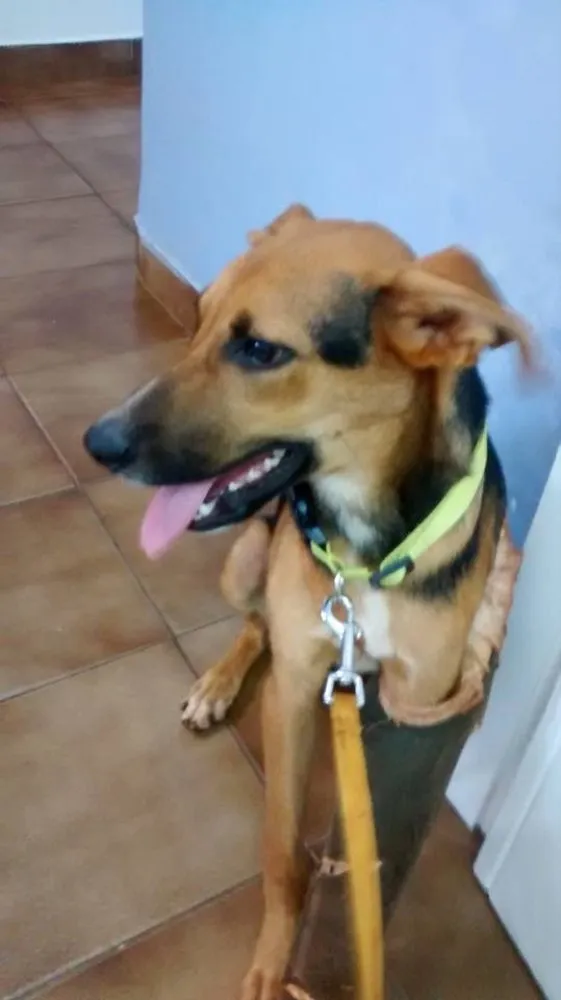 Cachorro ra a Srd idade 7 a 11 meses nome Mercúrio
