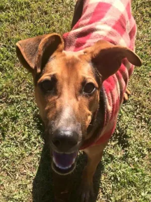Cachorro raça Srd idade 7 a 11 meses nome Mercúrio