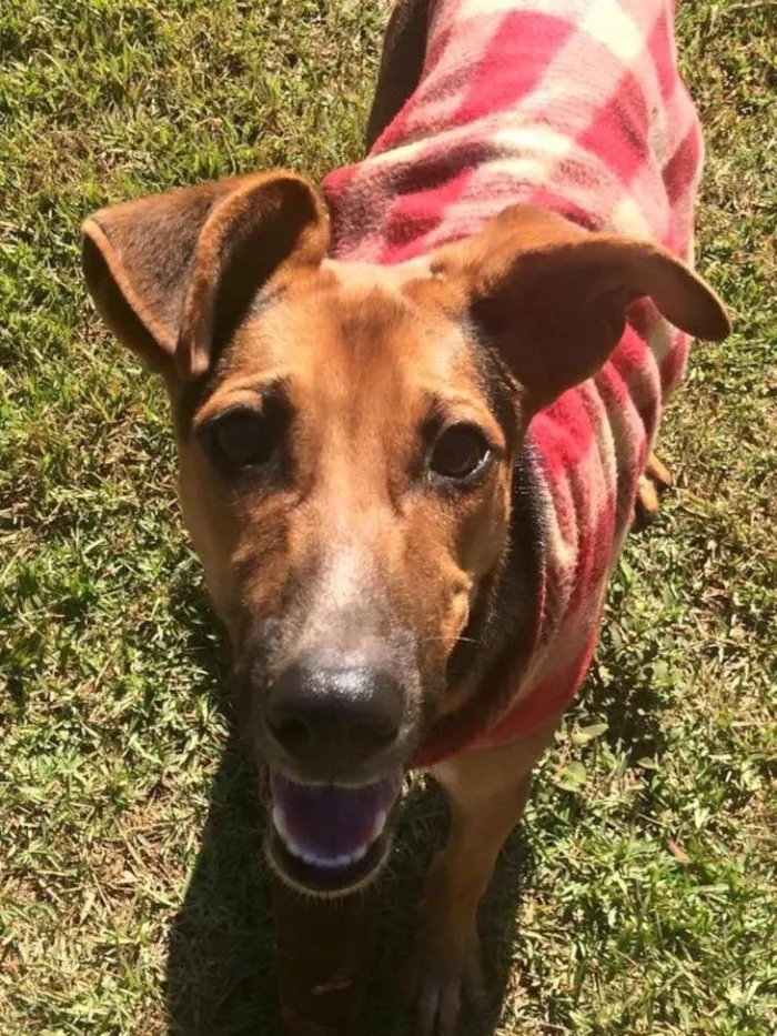 Cachorro ra a Srd idade 7 a 11 meses nome Mercúrio