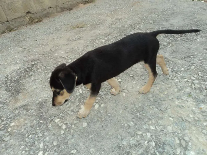 Cachorro raça Indefinido idade 2 a 6 meses nome Luna