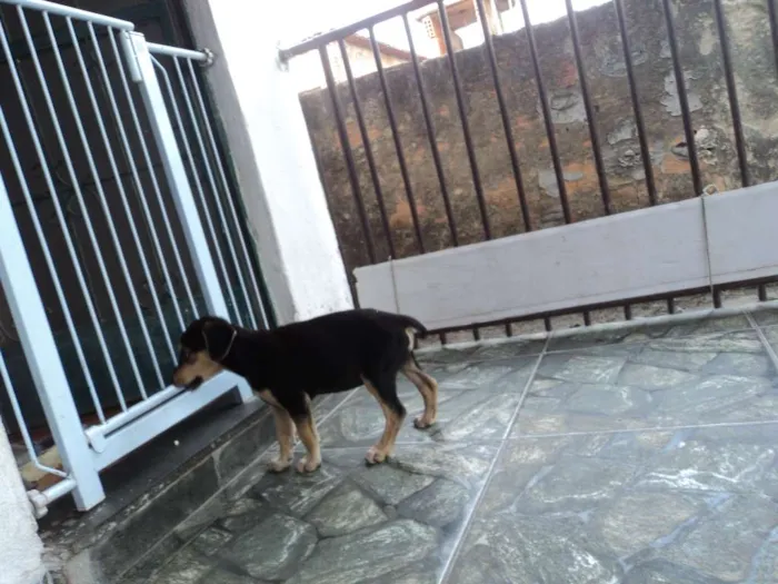 Cachorro raça Indefinido idade 2 a 6 meses nome Luna
