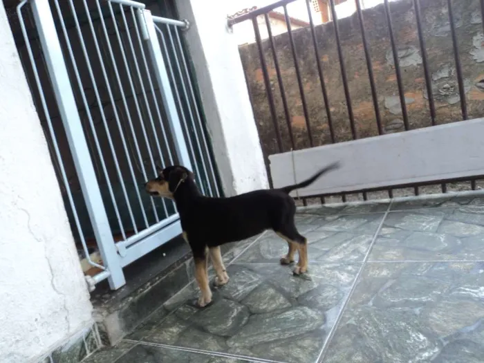Cachorro raça Indefinido idade 2 a 6 meses nome Luna