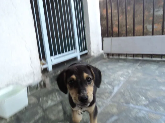 Cachorro raça Indefinido idade 2 a 6 meses nome Luna