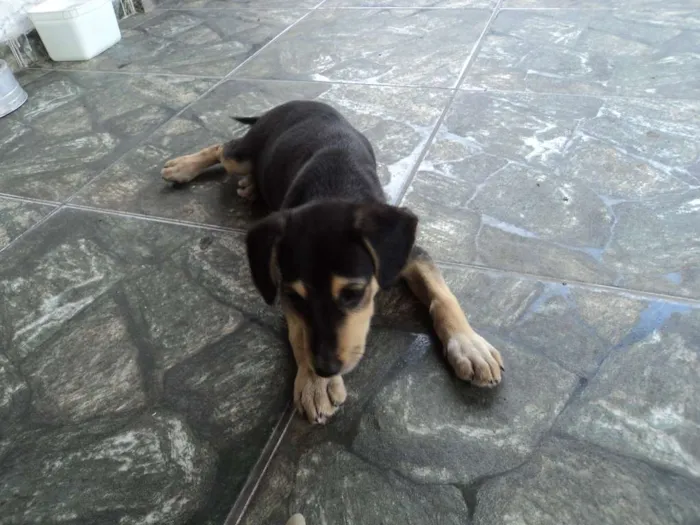 Cachorro raça Indefinido idade 2 a 6 meses nome Luna