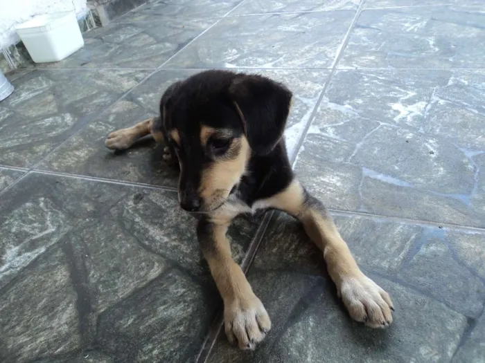 Cachorro raça Indefinido idade 2 a 6 meses nome Luna
