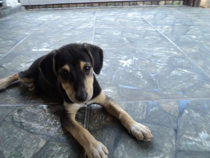 Cachorro raça Indefinido idade 2 a 6 meses nome Luna