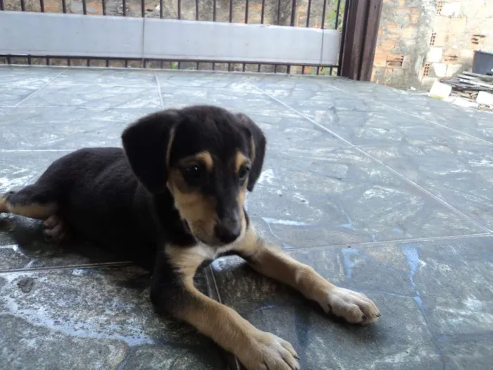 Cachorro raça Indefinido idade 2 a 6 meses nome Luna