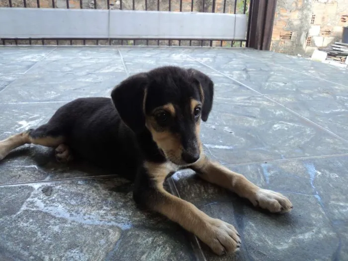 Cachorro raça Indefinido idade 2 a 6 meses nome Luna