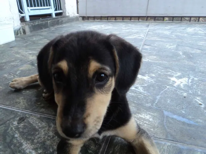 Cachorro raça Indefinido idade 2 a 6 meses nome Luna