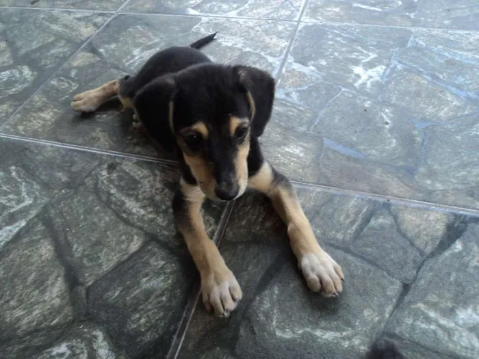 Cachorro raça Indefinido idade 2 a 6 meses nome Luna