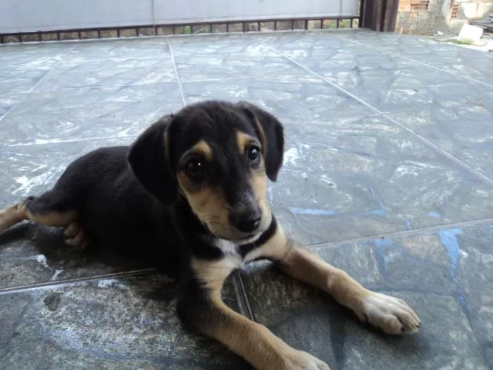Cachorro raça Indefinido idade 2 a 6 meses nome Luna