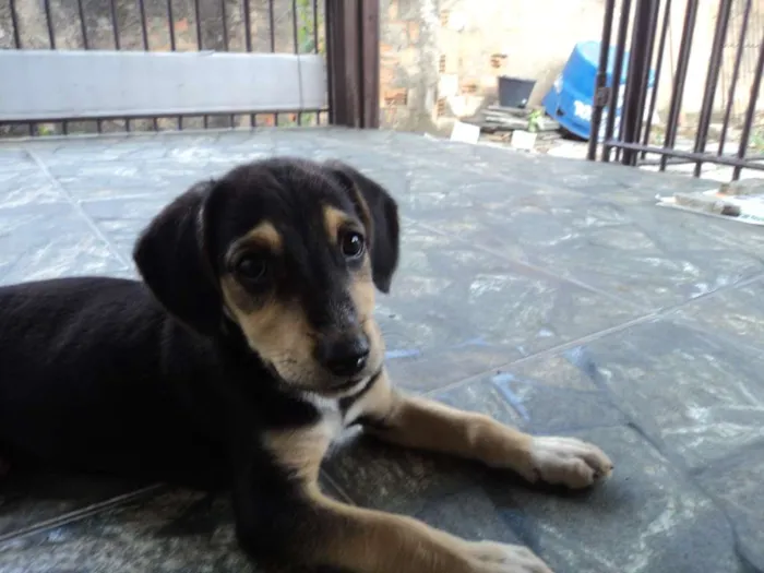 Cachorro raça Indefinido idade 2 a 6 meses nome Luna