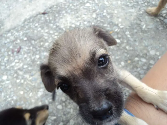 Cachorro raça indefinida idade 2 a 6 meses nome Madruguinha