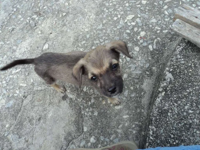 Cachorro raça indefinida idade 2 a 6 meses nome Madruguinha