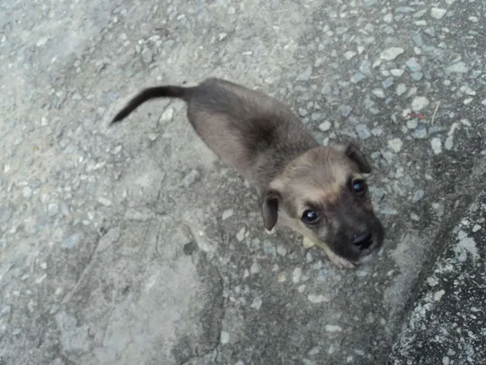 Cachorro raça indefinida idade 2 a 6 meses nome Madruguinha