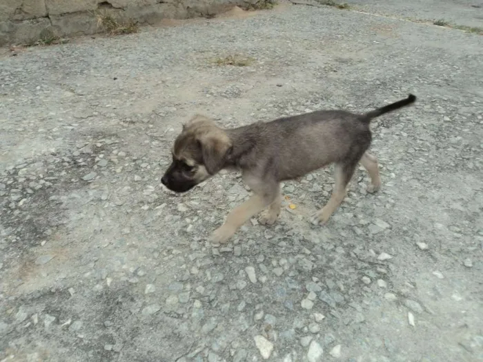 Cachorro raça indefinida idade 2 a 6 meses nome Madruguinha