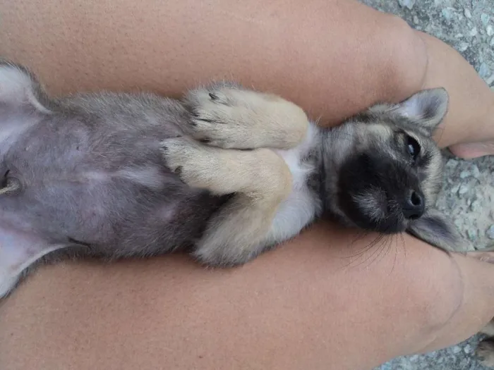 Cachorro raça indefinida idade 2 a 6 meses nome Madruguinha