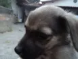 Madruguinha