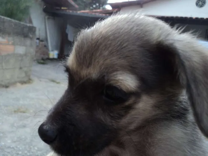 Cachorro raça indefinida idade 2 a 6 meses nome Madruguinha