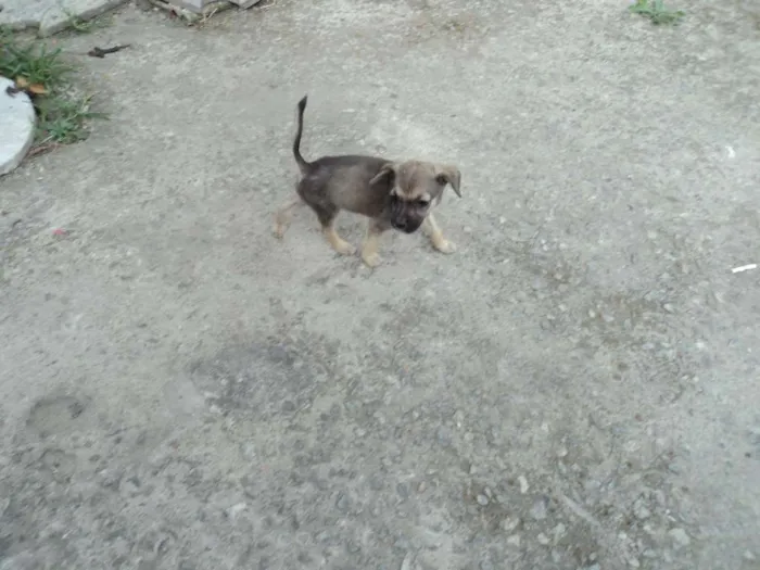 Cachorro raça indefinida idade 2 a 6 meses nome Madruguinha
