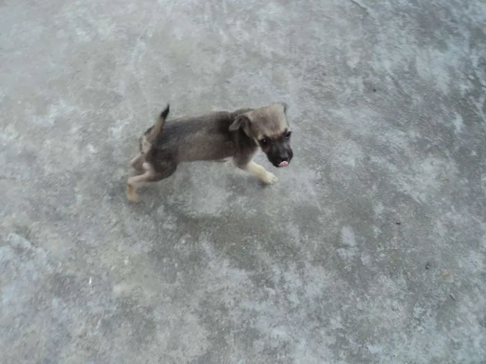 Cachorro raça indefinida idade 2 a 6 meses nome Madruguinha