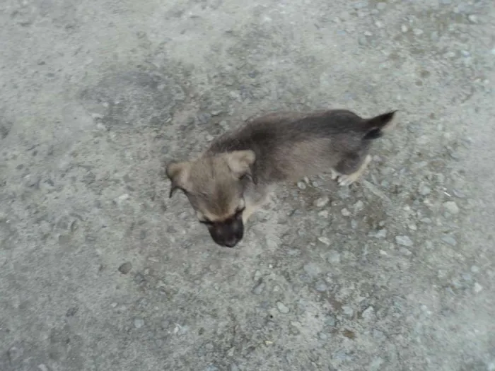 Cachorro raça indefinida idade 2 a 6 meses nome Madruguinha