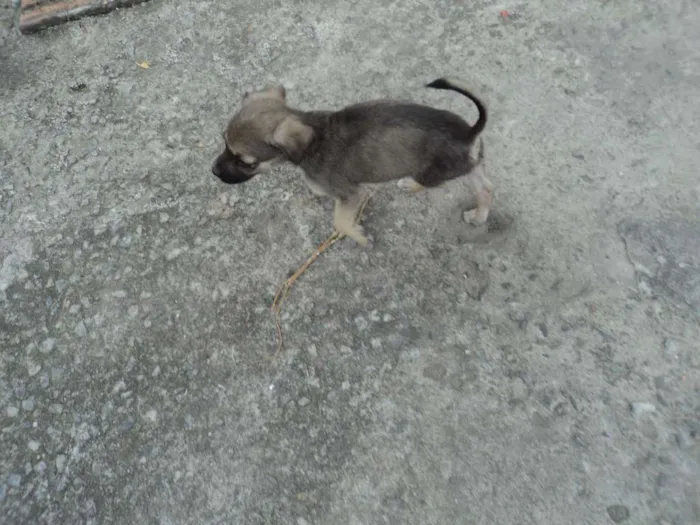 Cachorro raça indefinida idade 2 a 6 meses nome Madruguinha